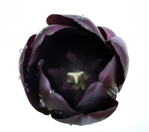 Tulipán negro aislado en blanco —  Fotos de Stock