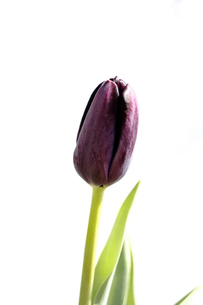 Tulipa preta isolada em branco — Fotografia de Stock