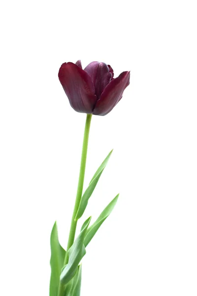 Zwarte tulp geïsoleerd op wit — Stockfoto