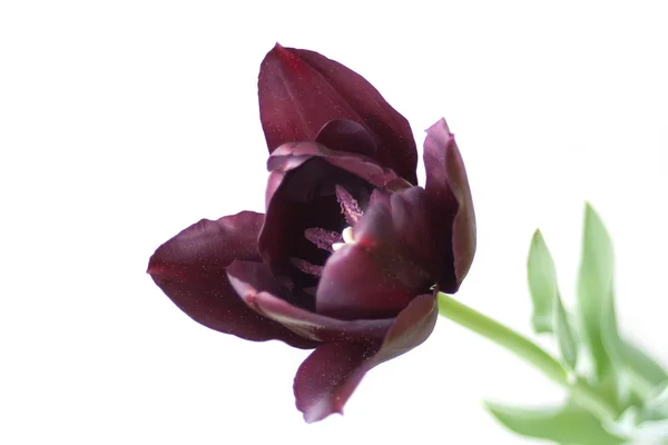 Zwarte tulp geïsoleerd op wit — Stockfoto