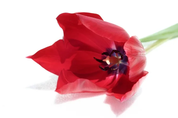 Tulipe rouge isolée sur blanc — Photo