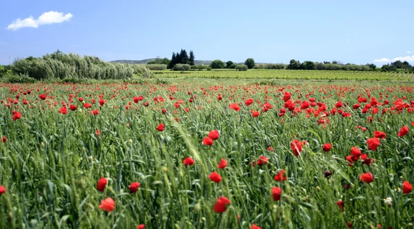 stock image Red poppy field