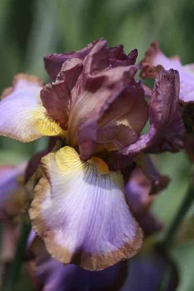 Iris close-up — Stockfoto