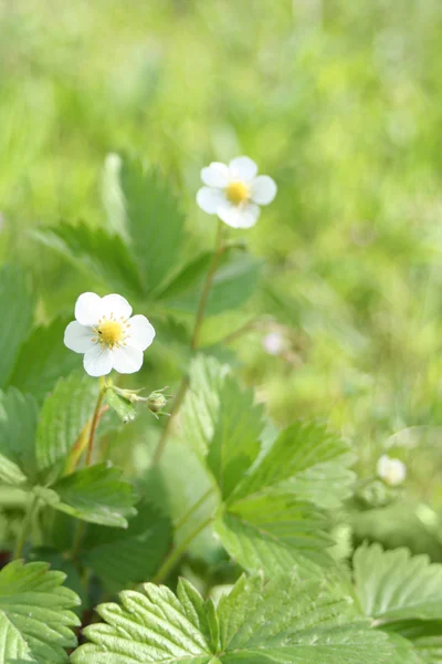 stock image Wild Srawberry plant with flowers