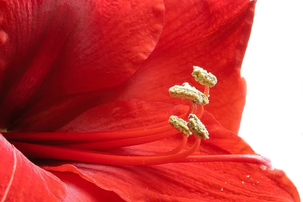Fiore di ippeastrum rosso (Amaryllis ) — Foto Stock