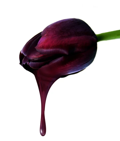 Готический чёрный тюльпан — стоковое фото
