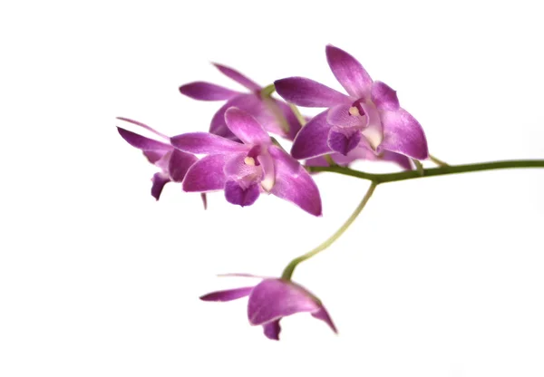 Paarse dendrobium orchid op wit — Stockfoto