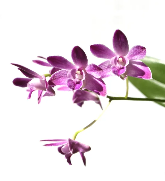紫色兰花，白色背景分离 — 图库照片