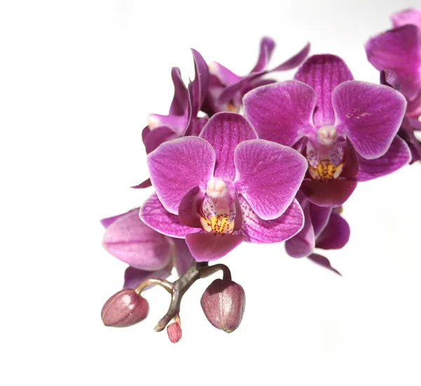 Fialová orchidej izolované na bílém pozadí — Stock fotografie