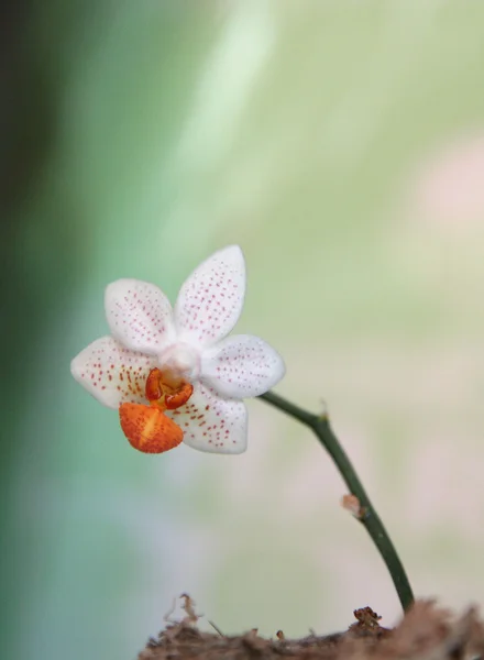 Phalaenopsis mini znak — Zdjęcie stockowe