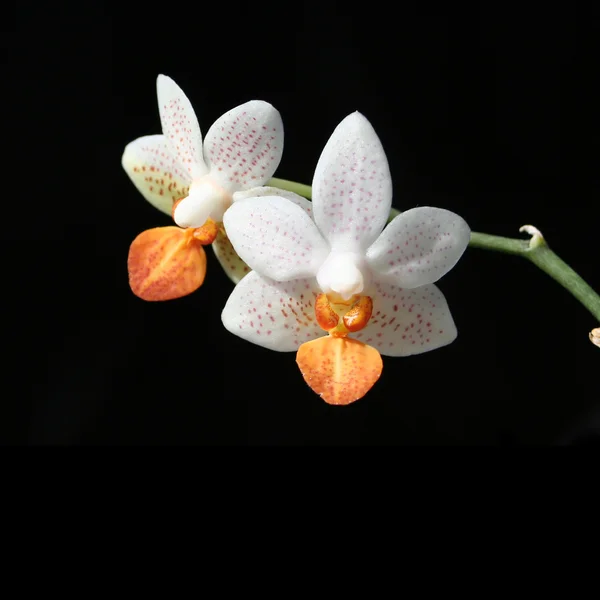 Phalaenopsis "mini znak" kwiat na czarnym tle — Zdjęcie stockowe