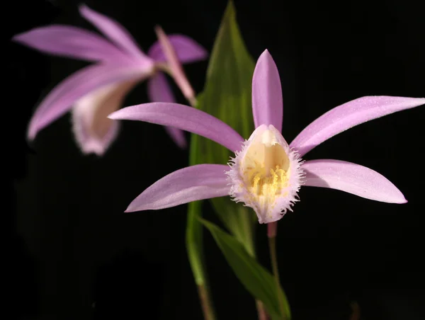 Orchideeën pleione geïsoleerd op zwart — Stockfoto