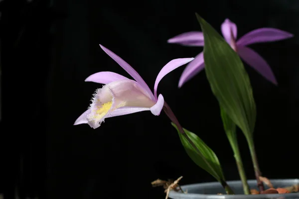 Pleione de las orquídeas aislado en negro — Foto de Stock
