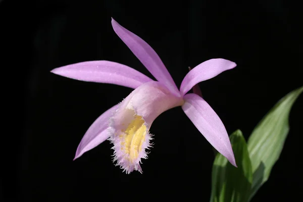Orchideje pleione izoluje na černém pozadí — Stock fotografie