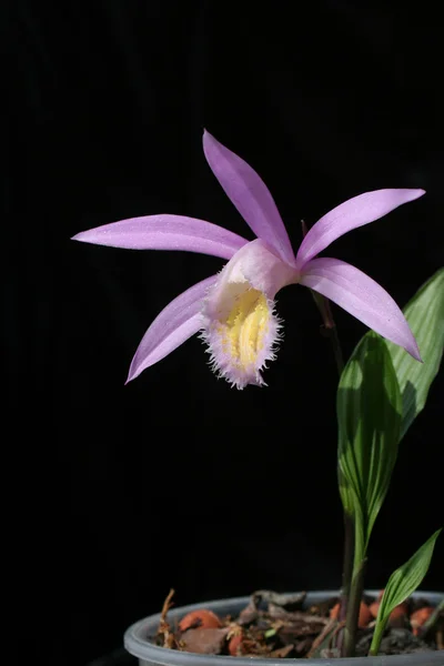Orchideeën pleione isoleert op zwart — Stockfoto
