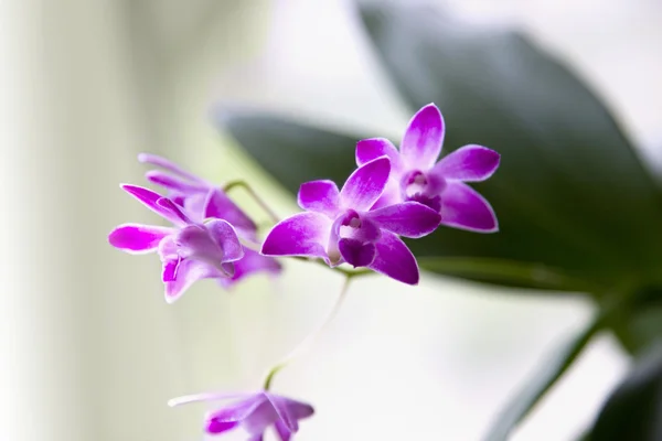 Fialové dendrobium orchideje — Stock fotografie