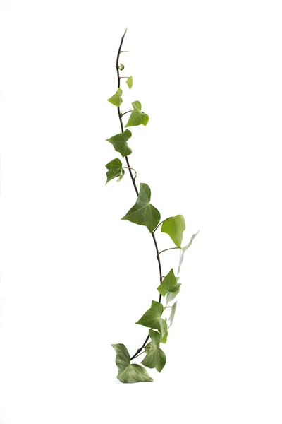 Hera verde isolada em branco — Fotografia de Stock