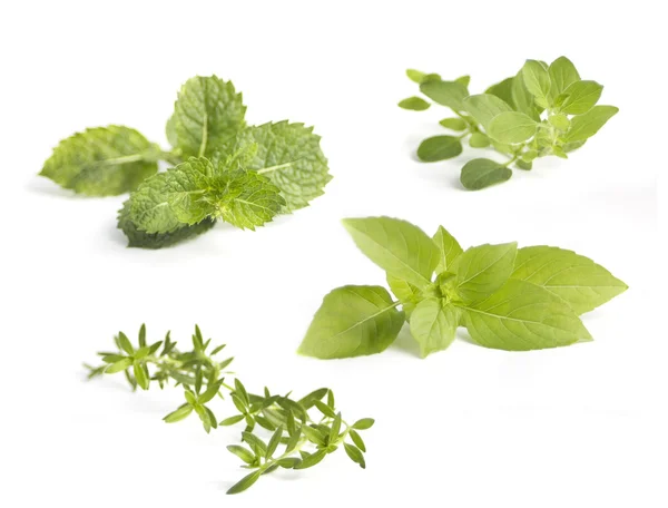 Collection of various herbs, isolated on white — Stock Photo, Image