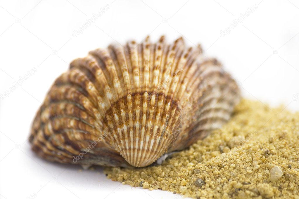Summer concept : shells and sand isolated on white