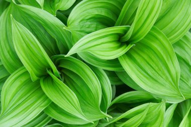 Beautiful green plant close up clipart