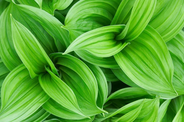 stock image Beautiful green plant close up