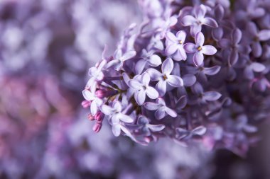 Close-up beautiful lilac flowers clipart