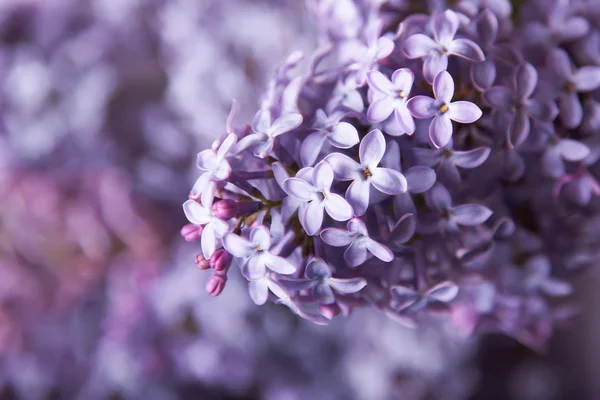 Stock image Close-up beautiful lilac flowers