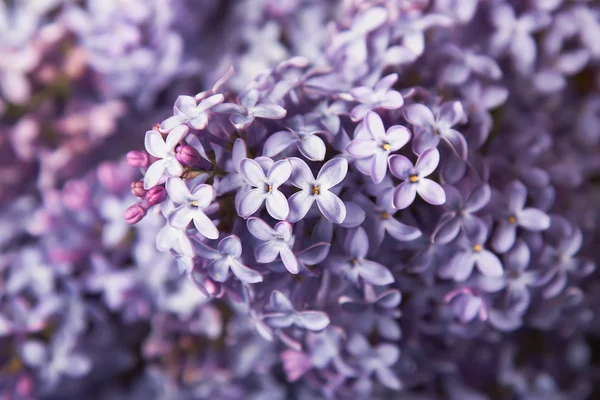 Stock image Close-up beautiful lilac flowers