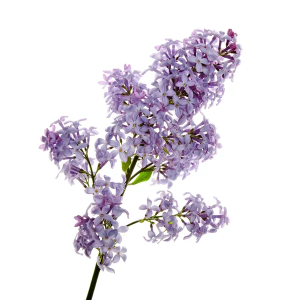 stock image Close-up beautiful lilac flowers