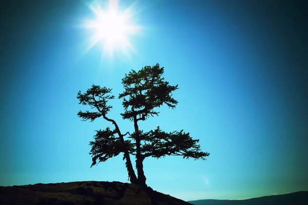Dağın tepesinde büyüyen ağacı — Stok fotoğraf