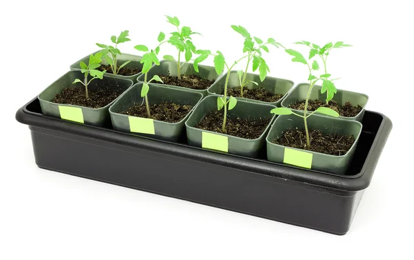 Seedlings of tomatoes — Stock Photo, Image