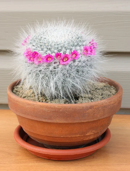 Cactus (Mammilaria hahniana) —  Fotos de Stock