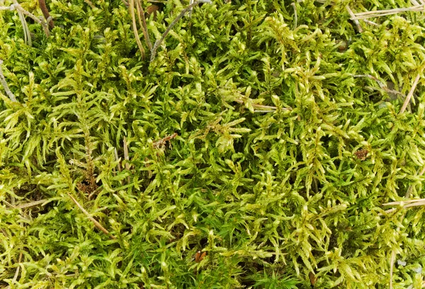 Moss in swamp — Stock Photo, Image