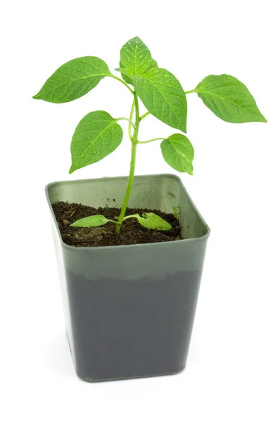 Seedlings of pepper — Stock Photo, Image