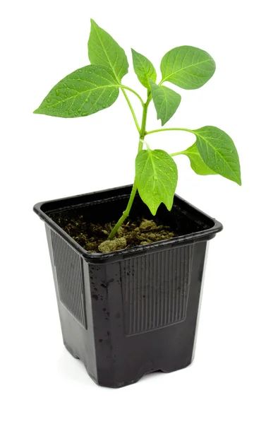 Seedlings of pepper — Stock Photo, Image