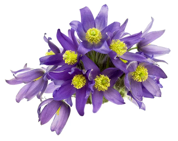 Bouquet da bucaneve — Foto Stock