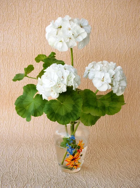 stock image Pelargonium branch