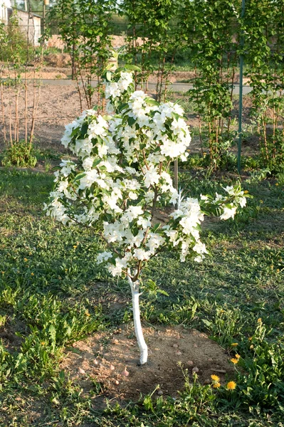Цветение карликовой яблони — стоковое фото