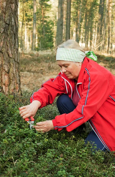 Woman collects cowberry leaves — Stock Photo, Image