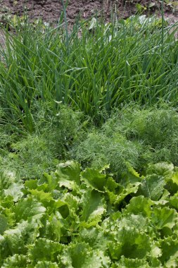 Salad, fennel, onions clipart