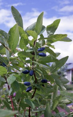 Berries honeysuckle clipart