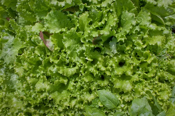 Υπέροχη πράσινη σαλάτα. φόντο — Φωτογραφία Αρχείου