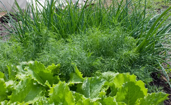 Salad, fennel, onions — Stock Photo, Image