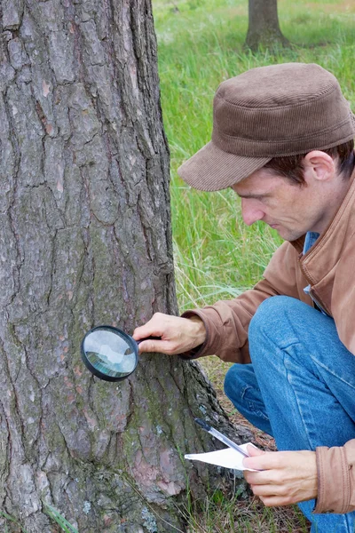 Young man attentively studies a tree bark — Stock Photo, Image