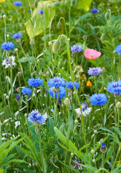 stock image Various grasses beautifully blossom on a meadow