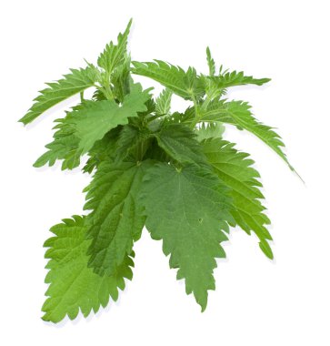 Armful of a green nettle clipart