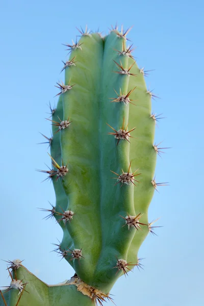 Kaktus (cereus peruvianus)) — Stockfoto