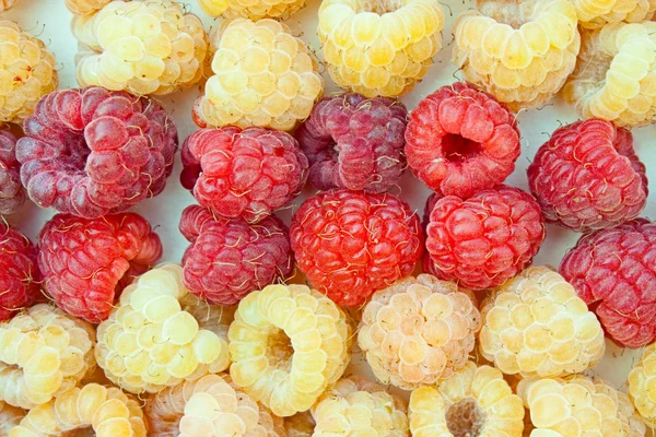 Two grades of a raspberry - red and yellow — Stock Photo, Image