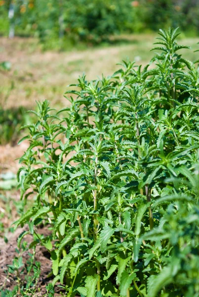 Лечебная трава (Dracocephalum moldavica L .) — стоковое фото