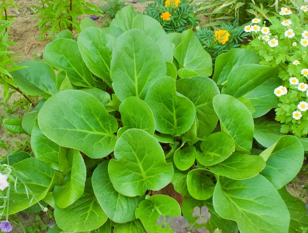 stock image Bergenia crassifolia